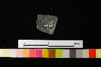 陶片藏品圖，第1張