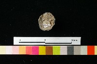 陶蓋藏品圖，第3張