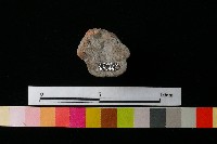 陶蓋藏品圖，第3張