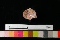 陶蓋藏品圖，第3張