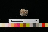 陶蓋藏品圖，第1張