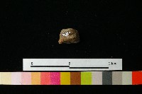 陶鈕藏品圖，第2張