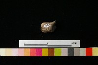 陶鈕藏品圖，第3張