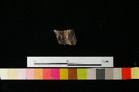 陶鈕藏品圖，第1張