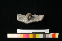 陶蓋藏品圖，第1張