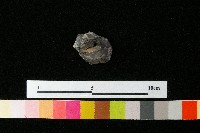 陶鈕藏品圖，第4張