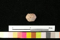 紡輪藏品圖，第1張