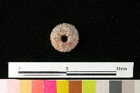 紡輪藏品圖，第2張