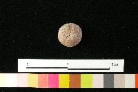 紡輪藏品圖，第3張