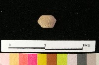 紡輪藏品圖，第1張