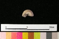 紡輪藏品圖，第2張