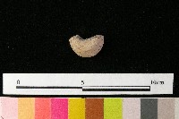 紡輪藏品圖，第3張