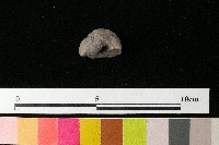 紡輪藏品圖，第4張