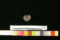 紡輪藏品圖，第5張