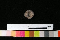 紡輪藏品圖，第2張