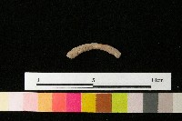 陶環藏品圖，第1張