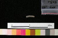 陶環藏品圖，第1張