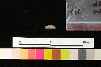 陶環藏品圖，第1張