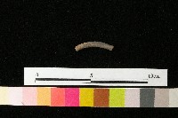 陶環藏品圖，第1張