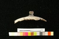 陶蓋藏品圖，第2張