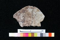 陶蓋藏品圖，第1張