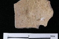 陶蓋藏品圖，第4張