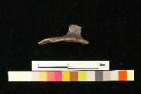 陶蓋藏品圖，第2張