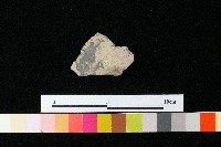 陶蓋藏品圖，第3張