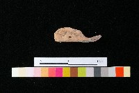 陶蓋藏品圖，第3張