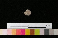 陶鈕藏品圖，第3張