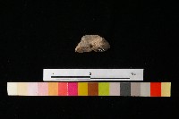 陶蓋藏品圖，第3張