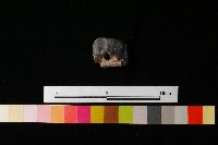 陶蓋藏品圖，第1張