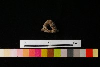 陶鈕藏品圖，第1張