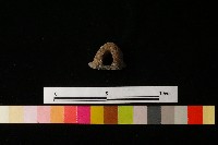 陶鈕藏品圖，第3張