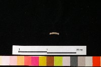 陶環藏品圖，第1張