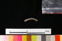 陶環藏品圖，第2張