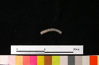 陶環藏品圖，第1張