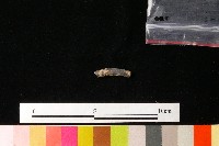 陶環藏品圖，第2張