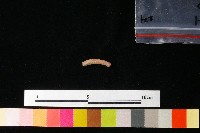 陶環藏品圖，第1張