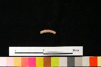 陶環藏品圖，第2張