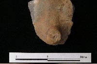 陶蓋藏品圖，第4張