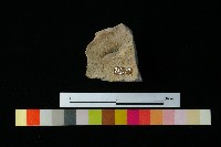 陶蓋藏品圖，第2張