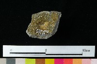 陶蓋藏品圖，第3張