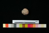 陶蓋藏品圖，第2張
