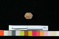 紡輪藏品圖，第3張