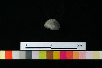 紡輪藏品圖，第2張