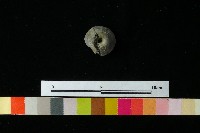 紡輪藏品圖，第3張