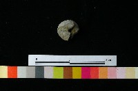 紡輪藏品圖，第1張