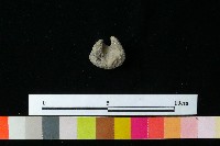 紡輪藏品圖，第4張