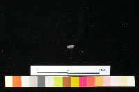 陶環藏品圖，第1張